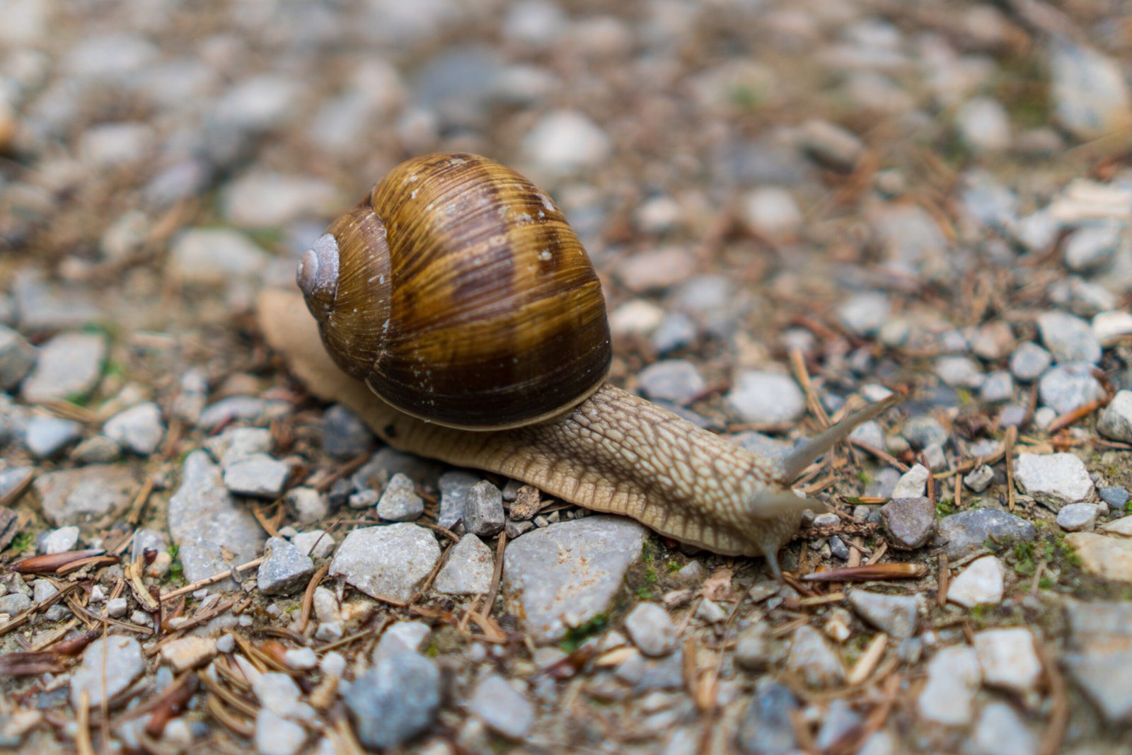 A close caption of a snail walking on small rocks in wildlife