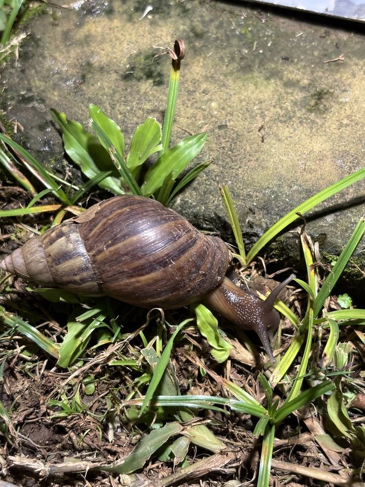 Élevage d'escargots